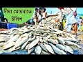 দীঘা মোহনাতে ইলিশ এর Auction | Auction at Mohona Digha | Digha Mohona Fish Market West Bengal