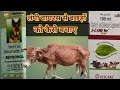 लंपी वायरस से बछड़े बछड़ियों को कैसे बचाए | how to treat lumpy virus in calf #lumpy 