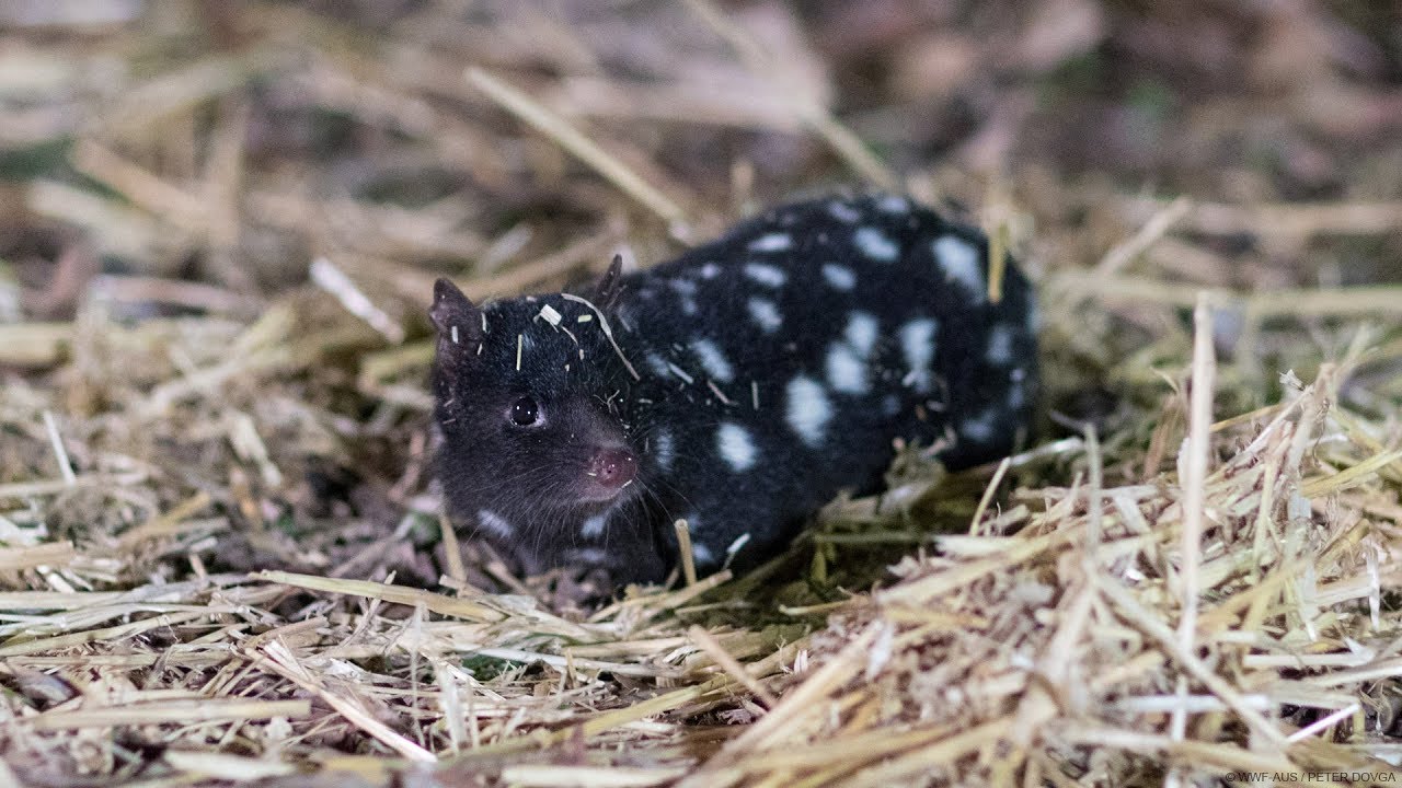 More Quolls Incoming! | WWF-Australia