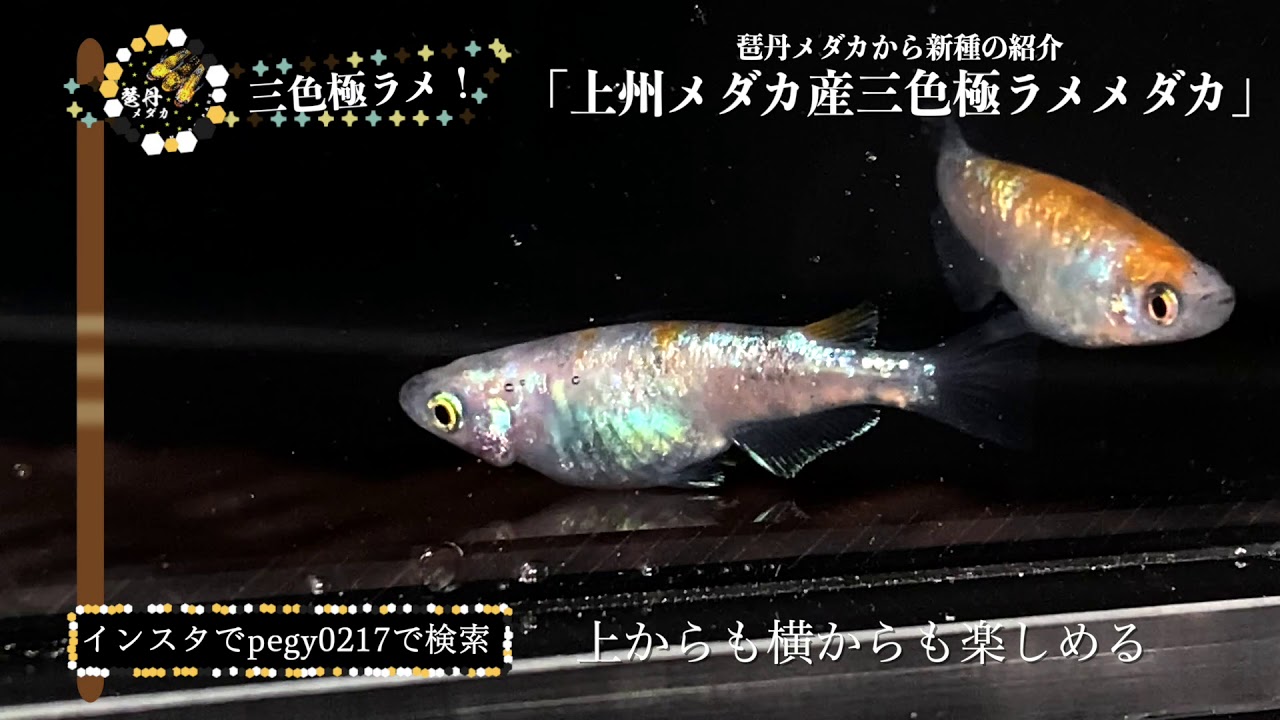 琶丹メダカTV】超極上！上州メダカ産「三色極ラメメダカ」静岡のメダカ 