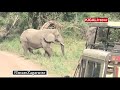 LIONS RE-INTRODUCED TO RWANDA