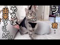 【神回】ジョーとリハビリをしていたら奇跡が起きました！！！