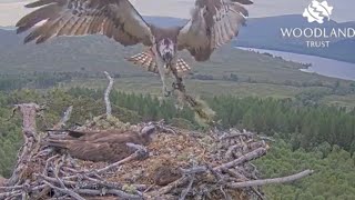 Any bets on how long before Louis the Loch Arkaig Osprey's unsuitable stick disappears? 17 May 2024