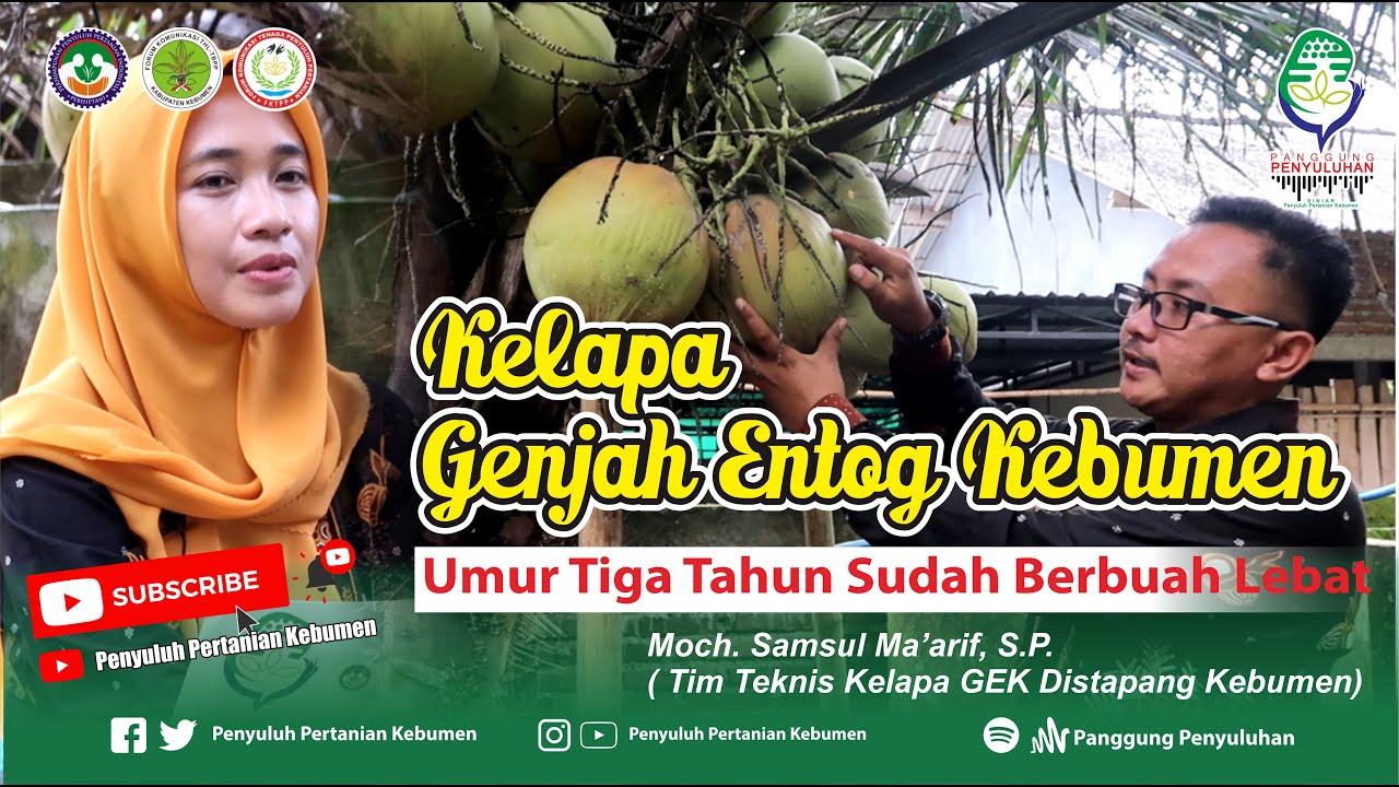Kelapa GENJAH ENTOG KEBUMEN, Umur 3 TAHUN Sudah BERBUAH LEBAT Bersama Moch. Samsul Ma'arif, S.P.