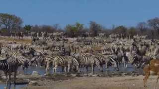 At the Kalkheuwel Waterhole in Etosha National Park, Namibia