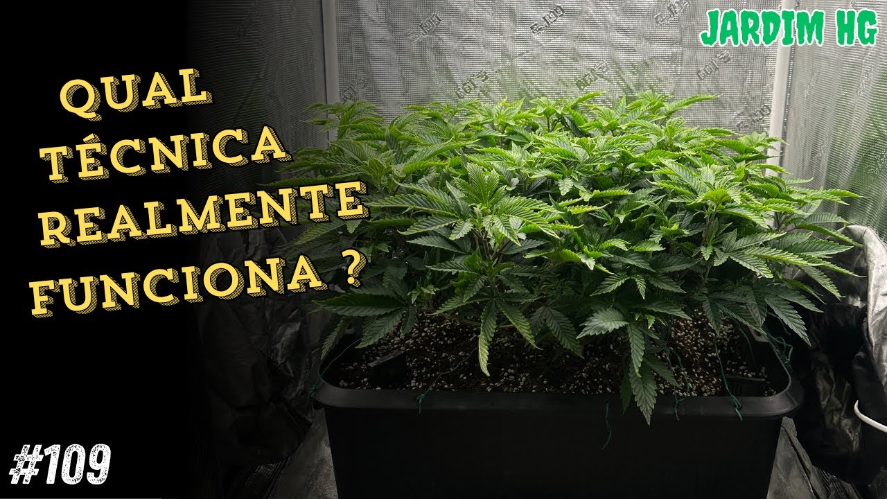 Qual o Melhor Treinamento na Cannabis? LST, SCROG, Podas ou Supercropping