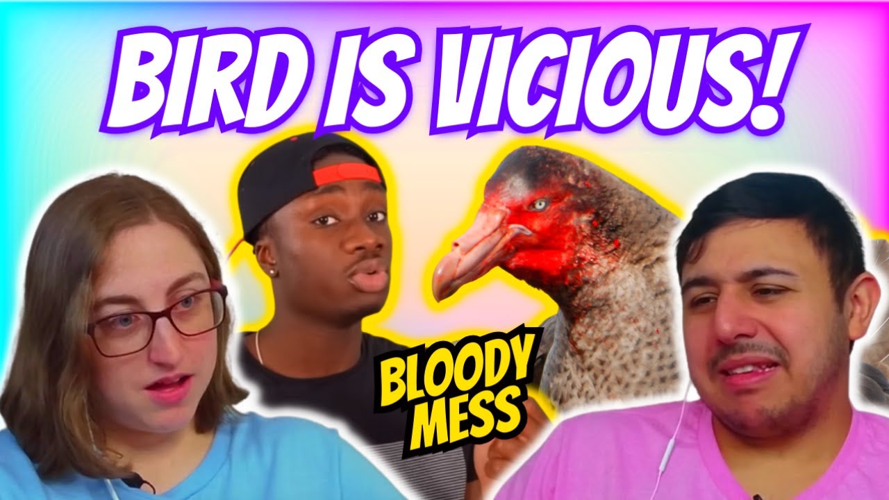 Casual Geographic - Even the babies have no respect | Eli & Jaclyn REACTION