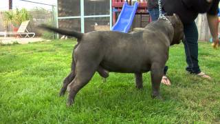 AMERICAN BULLY - ABKC GR CH POKEMON