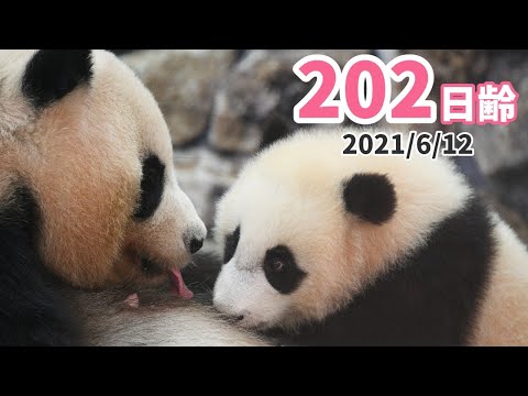 パンダの赤ちゃん 楓浜 甘えん坊大賞 2日齢 Youtube