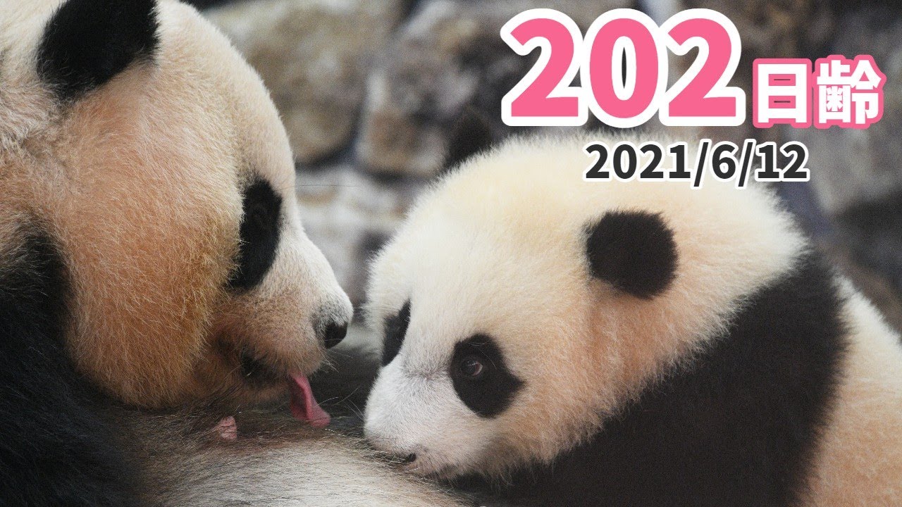 パンダの赤ちゃん 楓浜 甘えん坊大賞 2日齢 Youtube