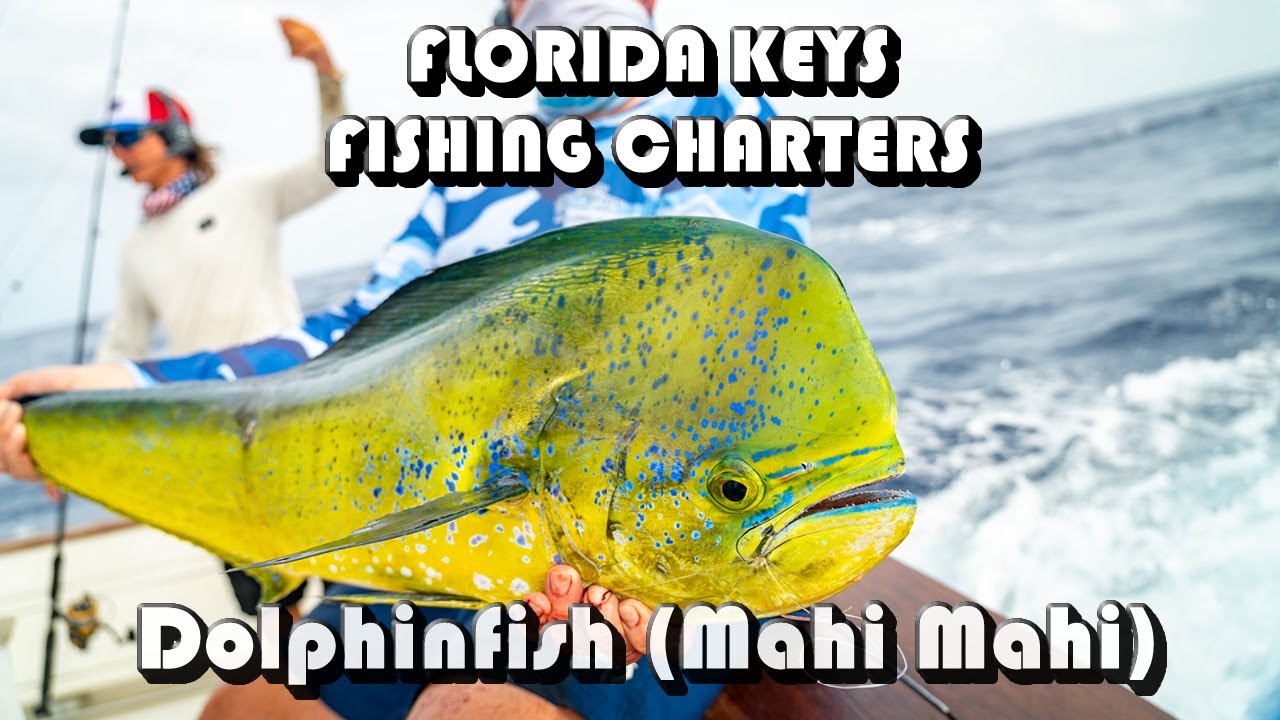 Florida Keys Dolphinfish (Mahi Mahi) Charter Fishing YouTube