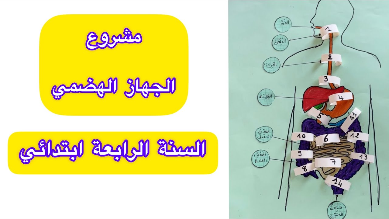 مشروع الجهاز الهضمي من تقديم التلميذة ياسمين 🤩