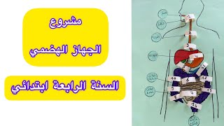 مشروع الجهاز الهضمي من تقديم التلميذة ياسمين 🤩