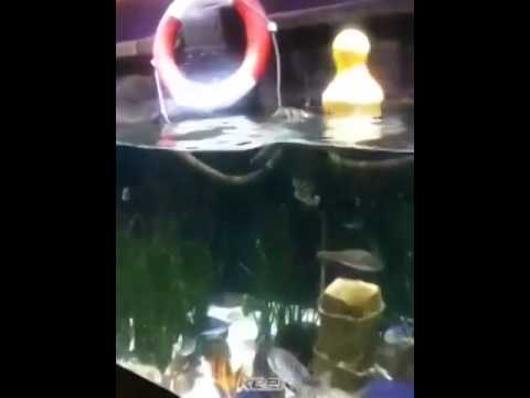 كيك هادف هل اكل النبي سمك د جاسم المطوع