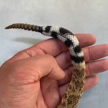 Download lagu Tail of rattle snake   rattle sound | Snake Planet 🌎_218