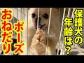 保護犬がおねだりポーズを覚えました。年齢は？大将がご飯を…