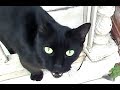帰ると言ったら猛烈に鳴き出す猫　ちゅーるまみれになった顔を拭く