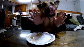 Dogs eating corn-dogs with hands