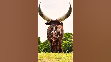 cow video//cow shorts video #cow #cowsound #trending #cowvideo #viral #video #shorts