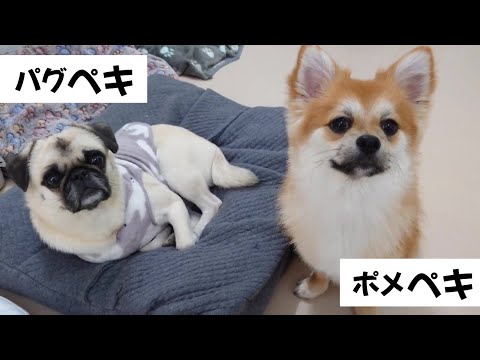 パグっぽいパグペキとポメラニアンっぽいポメペキ 🐶ひみつきちなう!②🐶  2025年1月18日
