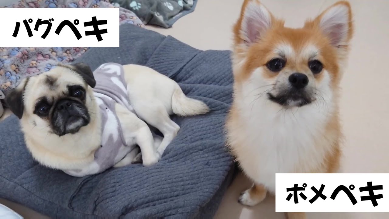 レアスイーツ汽車柴犬、ポメラニアン、パグ、ダックス、チワワ、シーズ