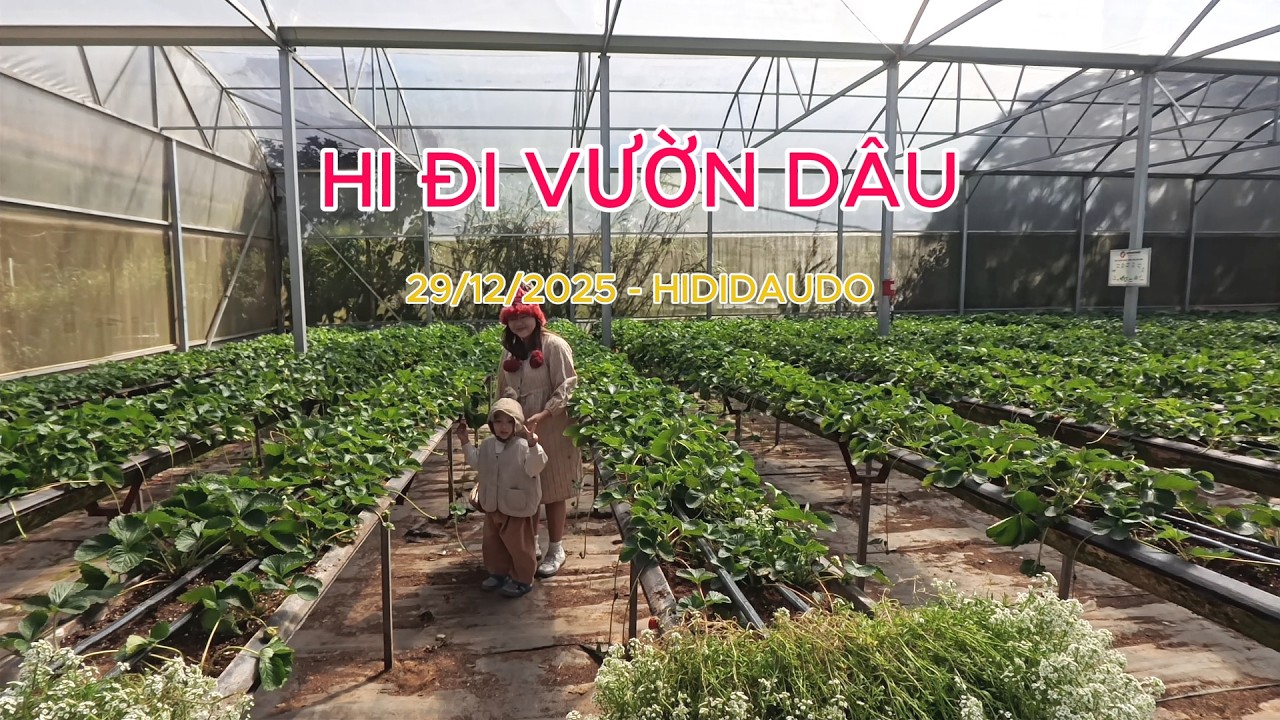 Hi đi vườn dâu Nhật | ĐL 2025