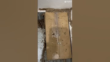 Diệt mối tận gốc#dietmoitienphat #trendingshorts #shortvideo #trending #shorts #subscribe #foryou