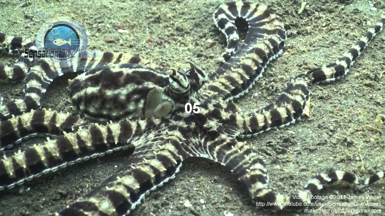 mimic octopus mimic octopus