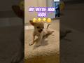 Toxic bestie 🤣#funnydog #chihuahua #dogshorts #funnyshorts #bestfriend