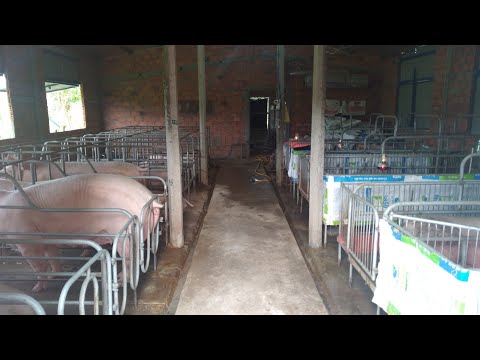 Video Cách Làm Chuồng Heo Nái Đơn Giản - youtube