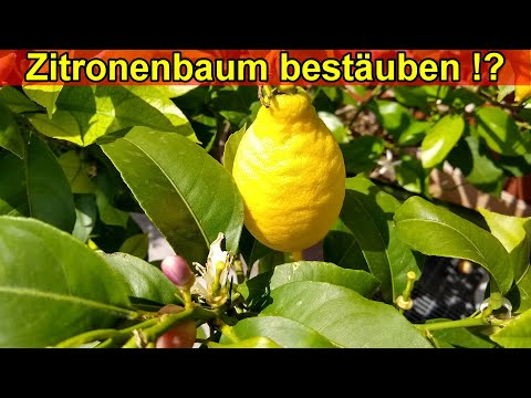 Video: Zitronenbaumbestäubung in Innenräumen - Wie man Zitronenbäume von Hand bestäubt