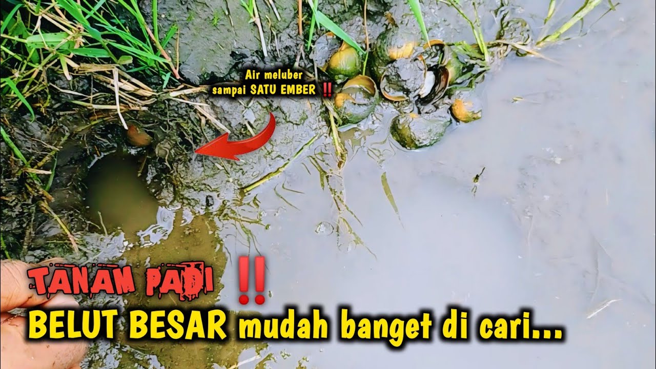 MUDAH BANGET KAN‼️ MANCING BELUT BESAR SAAT SAWAH TANAM PADI