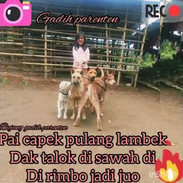 Story wa porbi bujang gadih parenten