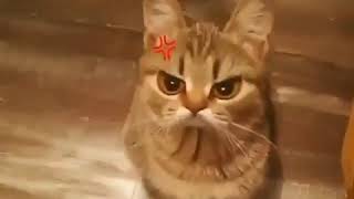Cat in angry filter effect. 😾
