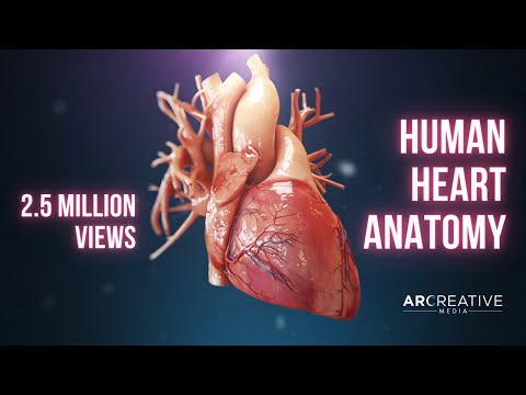 Human Heart Anatomy (3D Medical Animation)