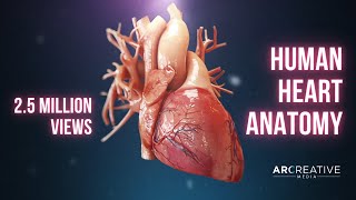 Human Heart Anatomy 2021 (3D Medical Animation)