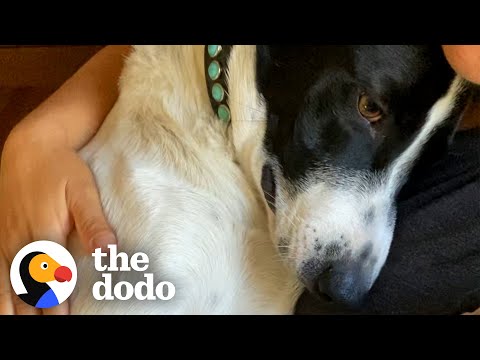 Video: Resno zlorabljen reševalni pes pomaga družini v žalovanju zdraviti svoja srca