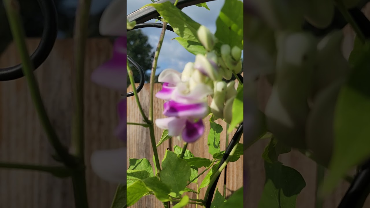 Snail vine blooming 