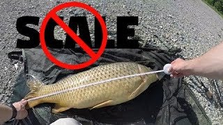 How to Calculate a Fish's WEIGHT WITHOUT A SCALE
