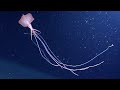 10 strange deep ocean creatures found by rovs in the gulf of mexico  ft magnapinna squid encounter