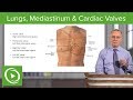 Thoracic Cavity: Lungs, Mediastinum & Cardiac Valves – Respiratory Medicine | Lecturio