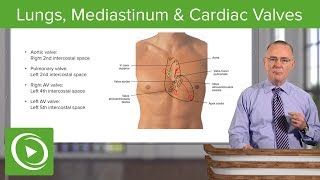 Thoracic Cavity: Lungs, Mediastinum & Cardiac Valves – Respiratory Medicine | Lecturio