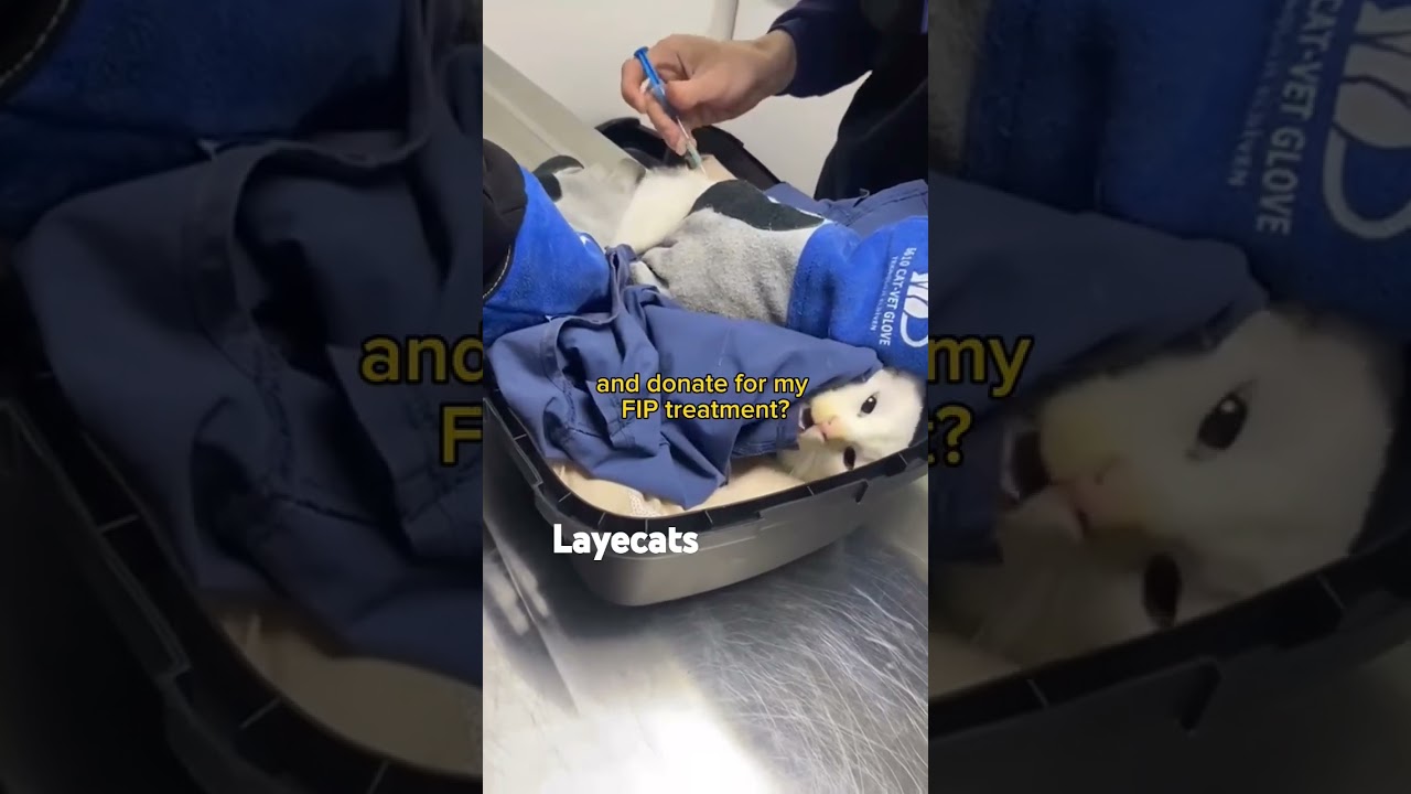 Please link in bio to donate 