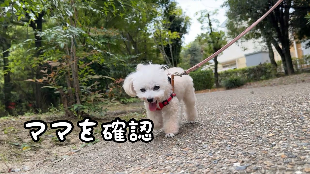 ママの姿が見えないとイヤ！位置取りにこだわるトイプードル - YouTube