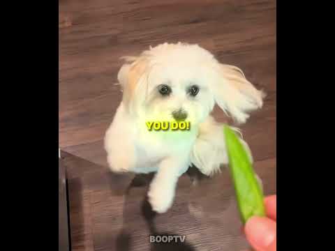 Dogs Trying Out NEW FOODS For The First Time 😂🐶 #shorts #dog