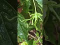 Ylang Ylang Langi Langi Plant Blooming Nature Flowers Garden Ylang Ylang Langi Langi Plant Blooming Nature Flowers Garden