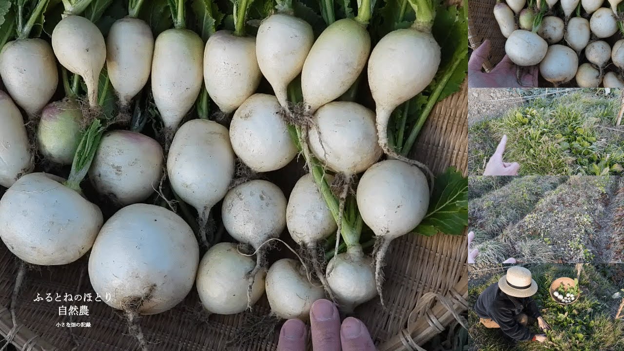 秋冬野菜の裏ワザ的な栽培？〜「畝選び」や「地力」が不安な時に〜自然農5年目の畑《自然農の実り》《自然農の栽培技術》26年1月24日