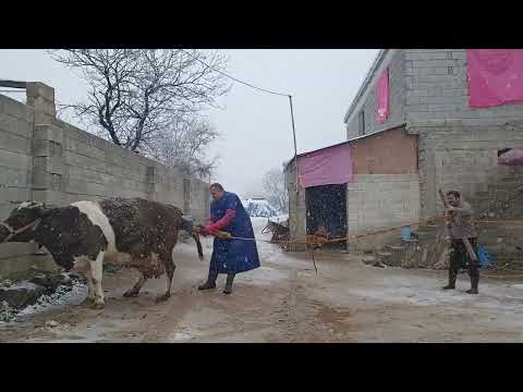 İnek doğumu #cowbirth #veterinary #snow #hardwork #ilovemyjob