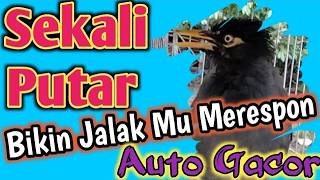AWAS IKUT GACOR ‼️ MASTERAN JALAK KEBO GACOR terapi jalak malas bunyi
