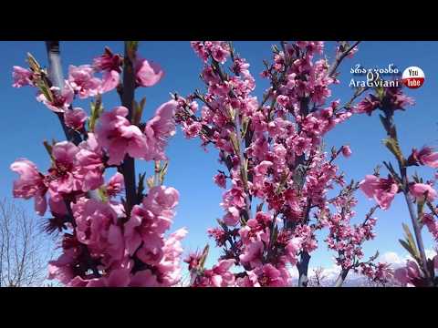 ცამეტიანელები | ატმის ყვავილობა
